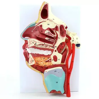 PVC אדם כלי דם העצב המדיאלי השטח של הפה, האף, הגרון מודל אנטומי דגמי הוראה