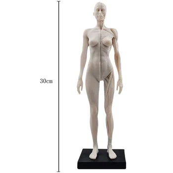 30cm האנטומיה הנשית איור אנטומי מודל האנטומיה הגולגולת רפואי אמן ציור והגמד שנוסח הבובה