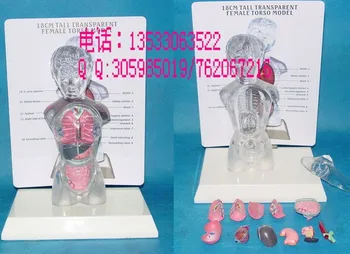 האנטומיה האנושית מודל נשים שקוף הגוף מלמד את מודל 18cm משלוח חינם