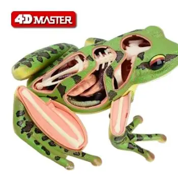 4D מאסטר צפרדע דגימה מודל האנטומיה מהבטן שלד הרכבה דגם