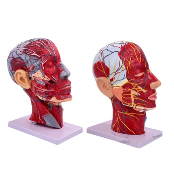 ראש אנושי עצבים וכלי דם מיקרוסקופיים דגם הפנים מוח צוואר החציוני סעיף מודל